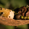 Carte postale * Le cocon… – Image 3