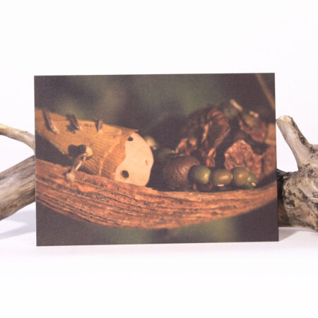 Carte postale * Le cocon…